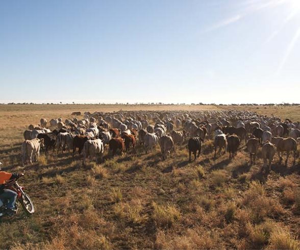 feedlot