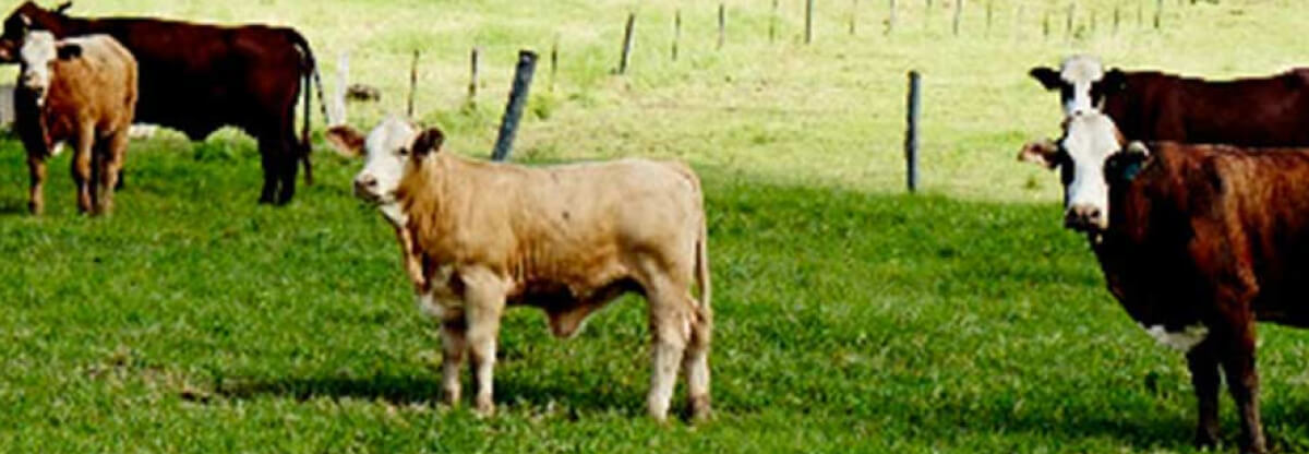 feedlot