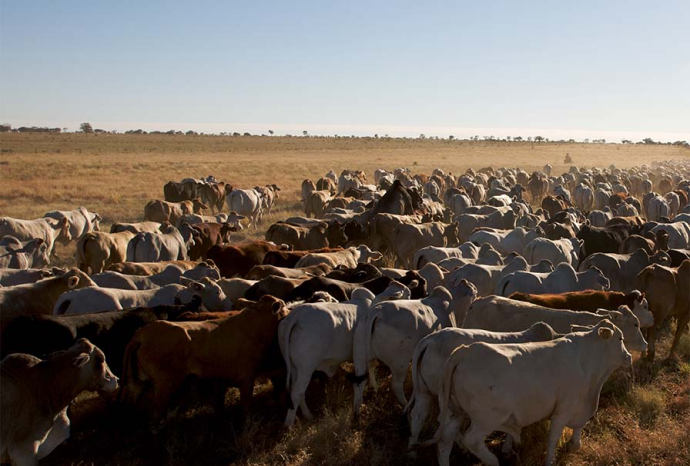 feedlot