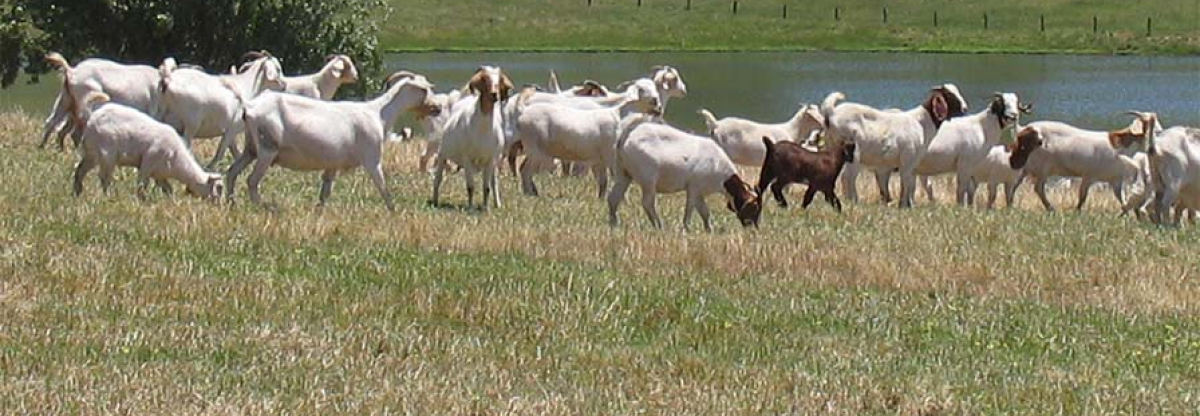 feedlot